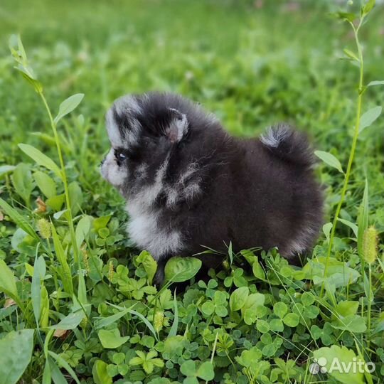 Шпиц Мерле окраса бэби фейс