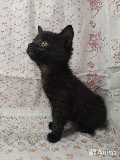 Котенок 2 месяца девочка