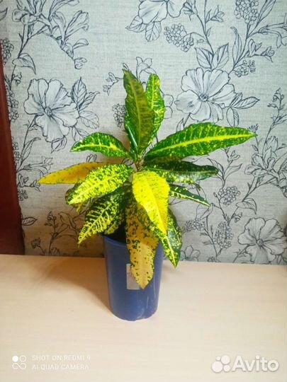 Комнатные цветы шефлера