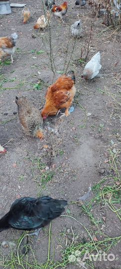Молодые петухи