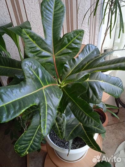 Комнатные цветы