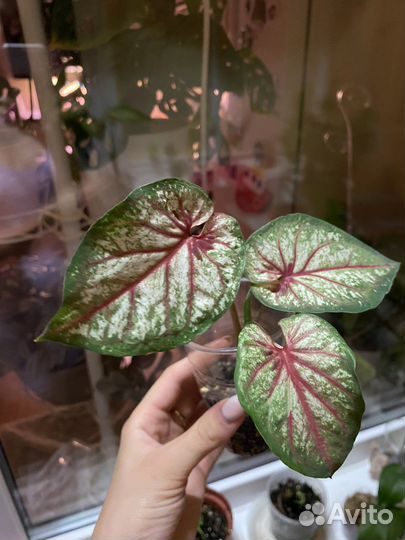 Каладиум тапестри