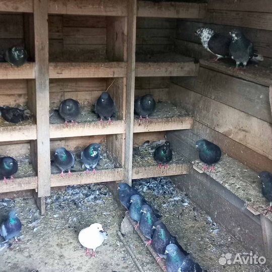 Продажа голубей