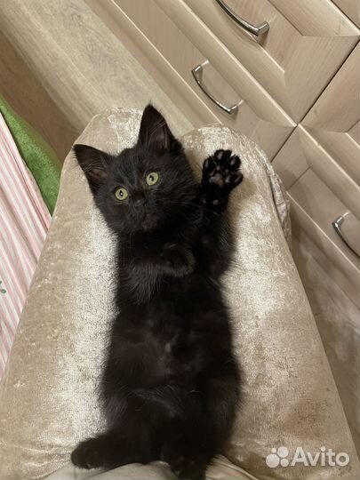Кошка 1,5 месяца