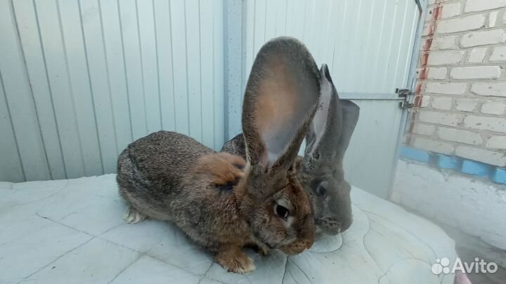 Кролики породы фландр-ризен