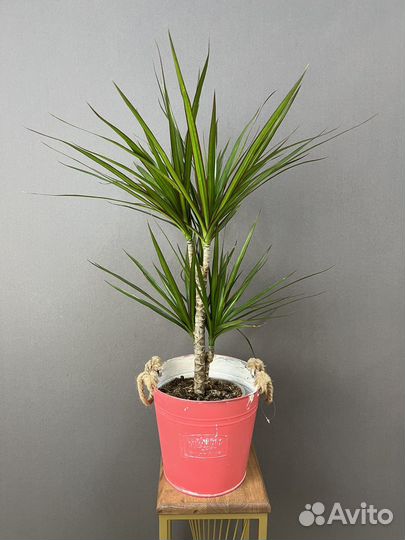 Комнатное растение Драцена