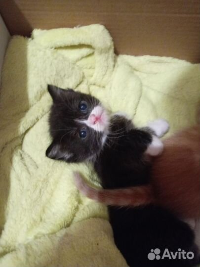 Котята в добрые руки 1 месяц