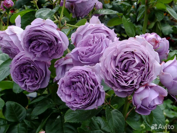 Саженцы роз