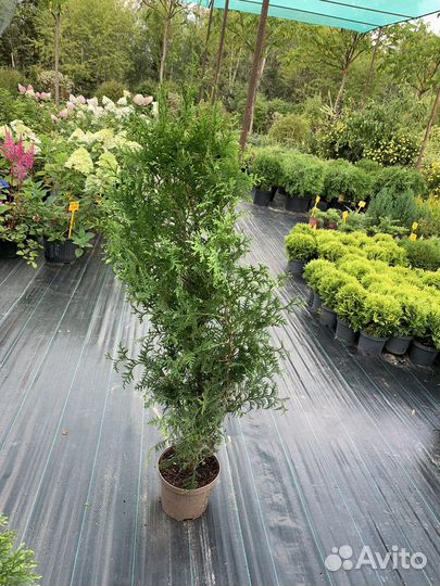 Туя брабант