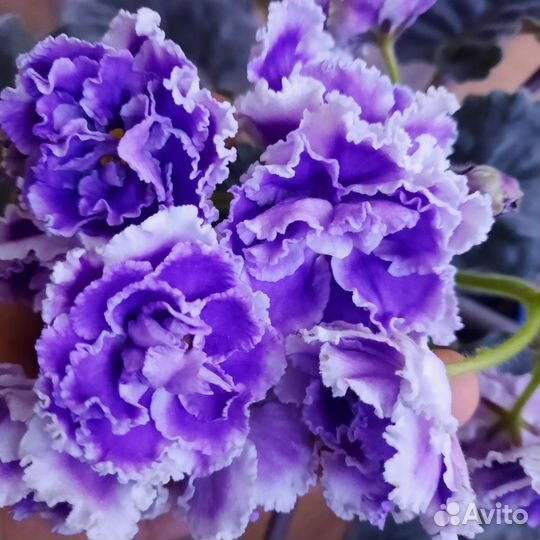 Сортовые фиалки