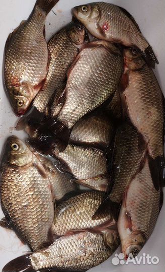Свежая и живая рыба карась