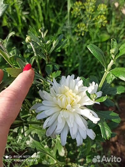 Хризантема