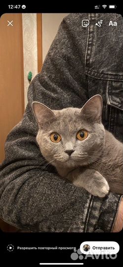 Кошки в добрые руки