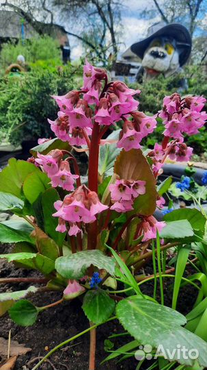 Минибадан карлик