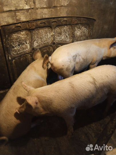 Свинки крупные белые