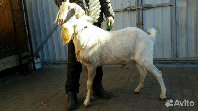 какие животные продают в уварове. авито уварово животный. рынок уварово. где можно купить сено в тюках в ржаксе тамбовской обл. авито уварово.