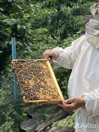 Пчелы пчелосемьи