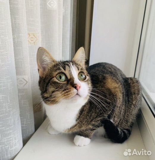 Кошечка