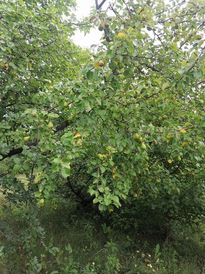 Дача 18 м² на участке 6 сот.