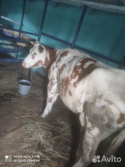 Корова дойная
