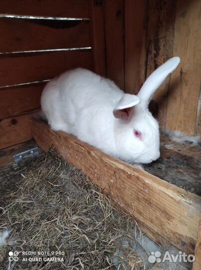 Белый паннон