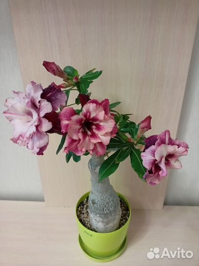 Адениум разные сорта