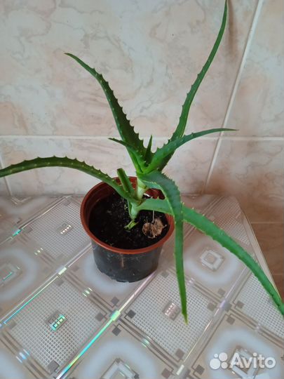 Алоэ лечебный