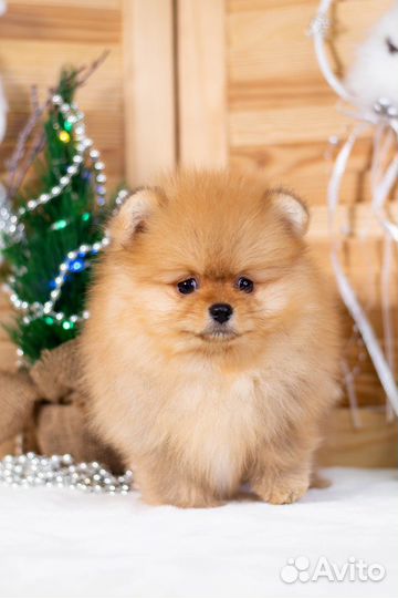 Рыжие девочки