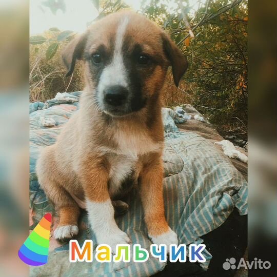 Собаки бесплатно