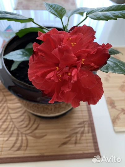 Герань розебудная красная и белая махровая