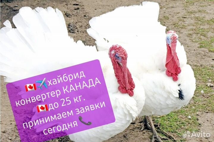 Инкубационное яйцо