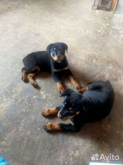 Щенки ротвейлера
