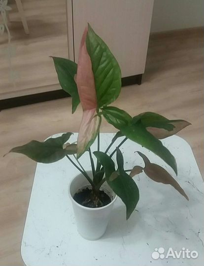 Сингониум Ред спорт