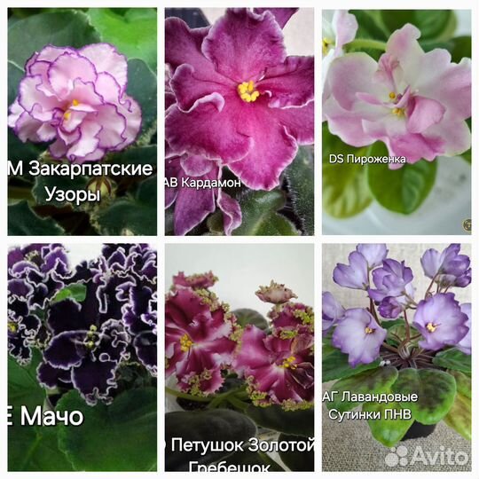 Детки сортовых фиалок