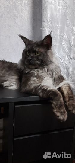 Кот мейн-кун вязка