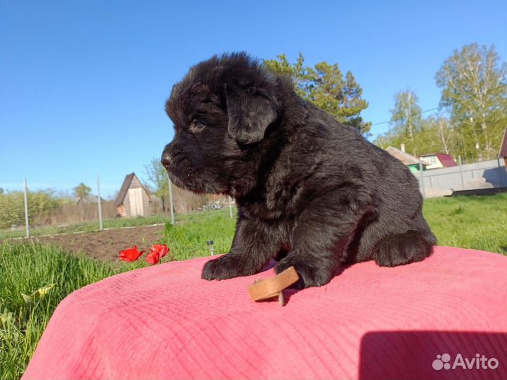 Щенки ньюфаундленда