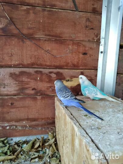 Волнистый попугай