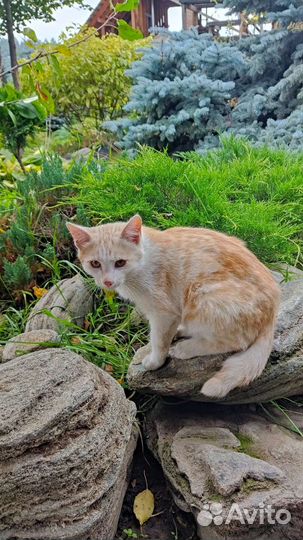 Кошки в добрые руки бесплатно