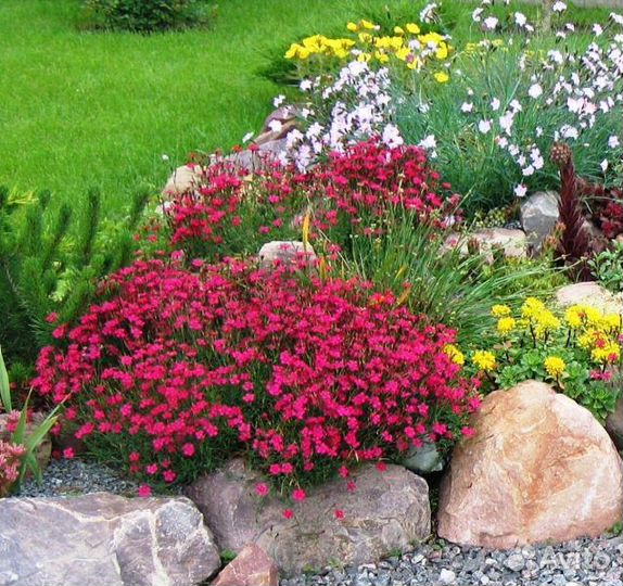 Гвоздика травянка