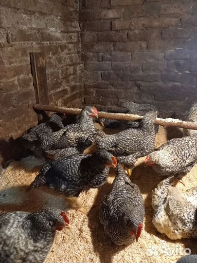 Молодые петухи