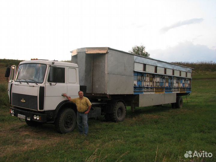 Пчелопавильон с пчелами