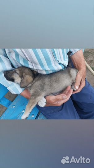 Щенок в добрые руки бесплатно мальчик
