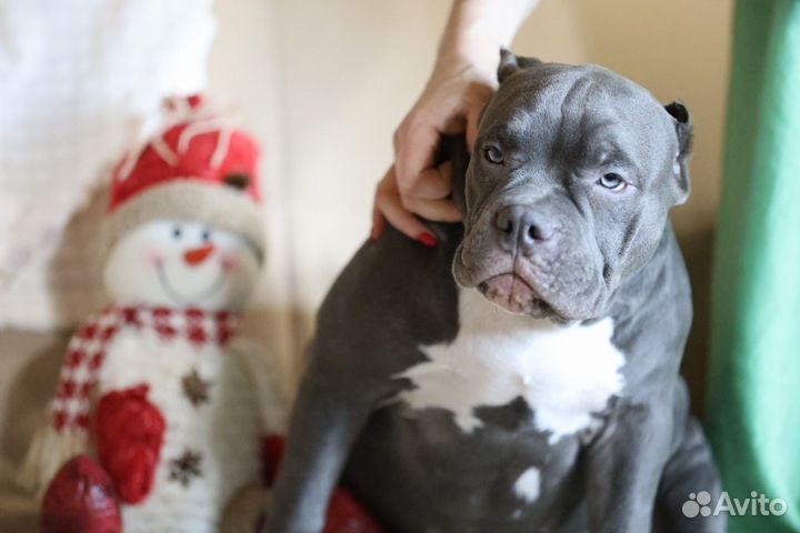Американский булли девочка щенок