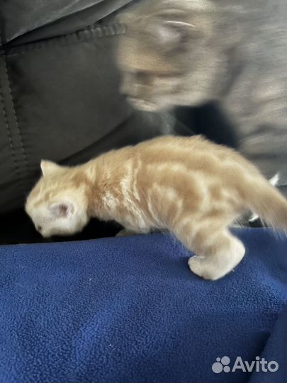 Шотландские котята