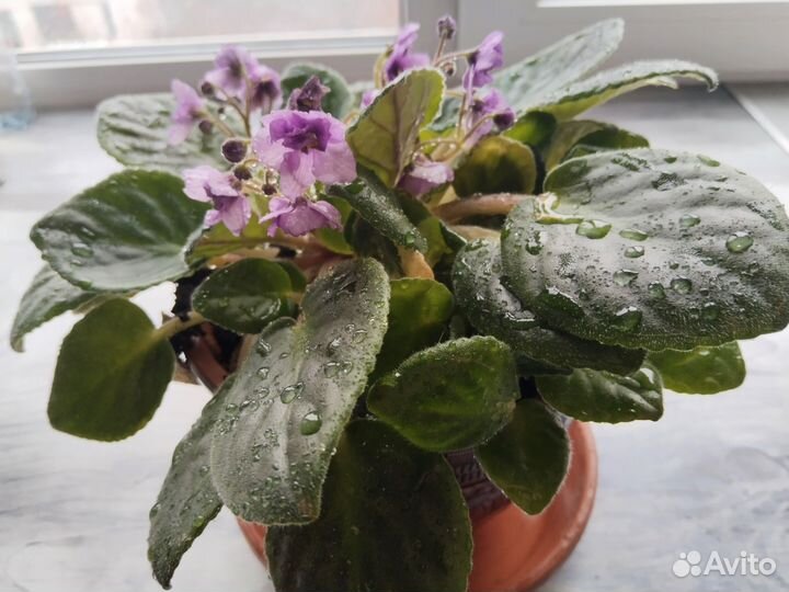 Комнатные растения цветы традесканция