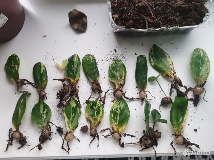 Замиокулькас вариегатный