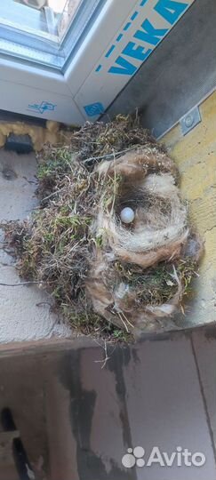 Гнездо горихвостки