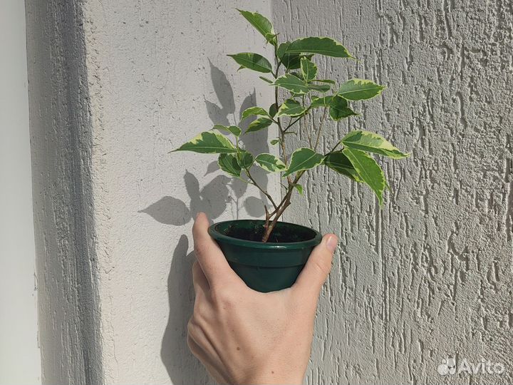 Фикус Бенджамина