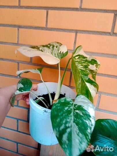 Монстера альба