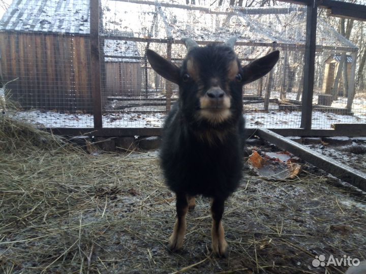 Карликовые камерунские козы